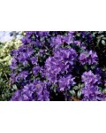 Rhododendron ’Gristede’ у ланшафті